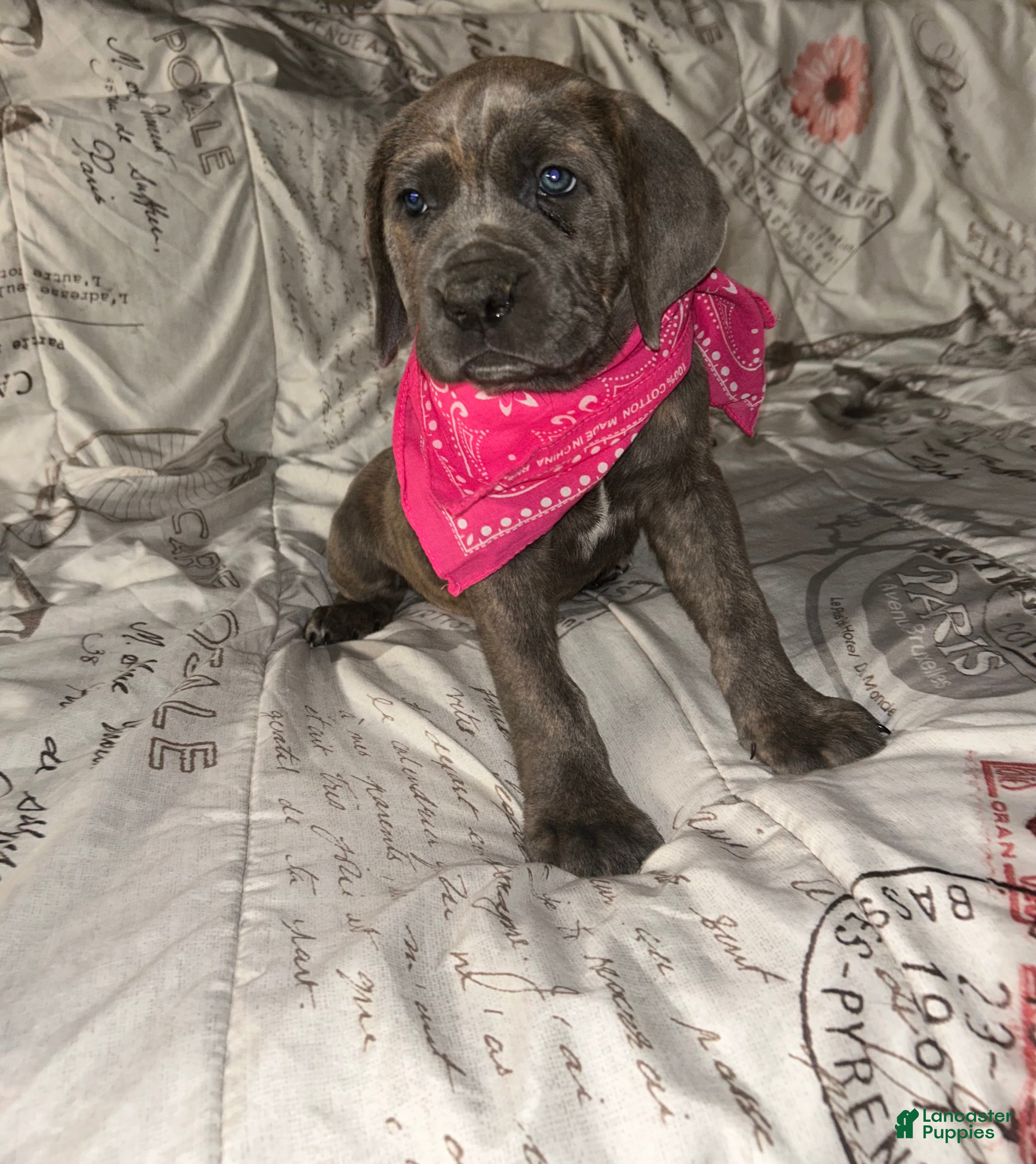 Cane Corso dogs Cane Corso Puppy 5 - Ad 25