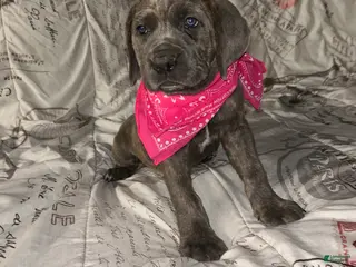 Cane Corso dogs Cane Corso Puppy 5 - Ad 21