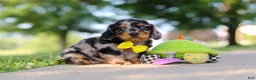 Miniature Dachshund dogs for sale: Kumquat - Ad 7