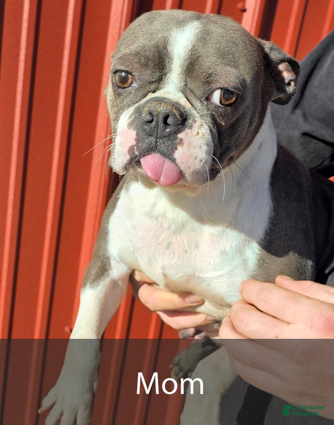 Frenchton dogs for sale: Molly - Ad 9