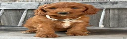 Irish Doodle dogs for sale: Juniper - Ad 10