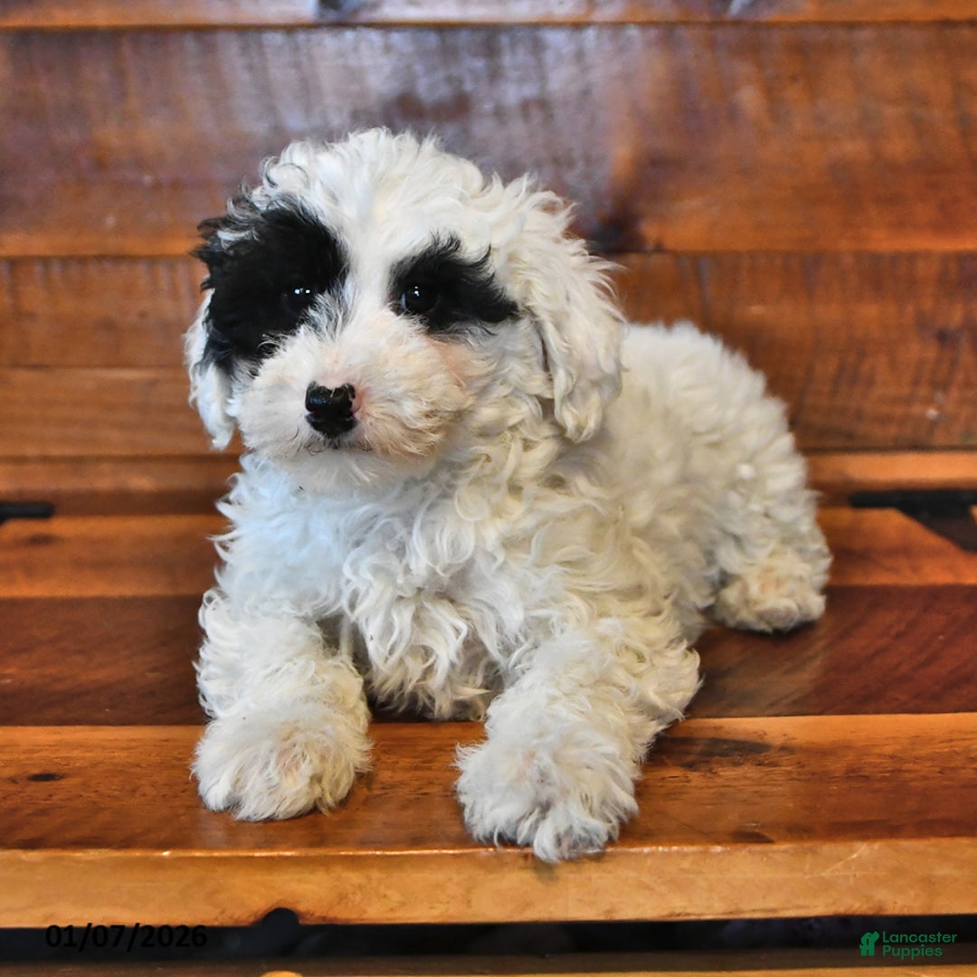 Miniature Poodle dogs for sale: Daisy - Ad 2
