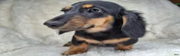 Miniature Dachshund dogs for sale: Black & Cream Longhair Male - Ad 1