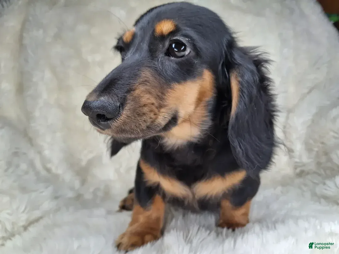 Miniature Dachshund dogs for sale: Black & Cream Longhair Male - Ad 1