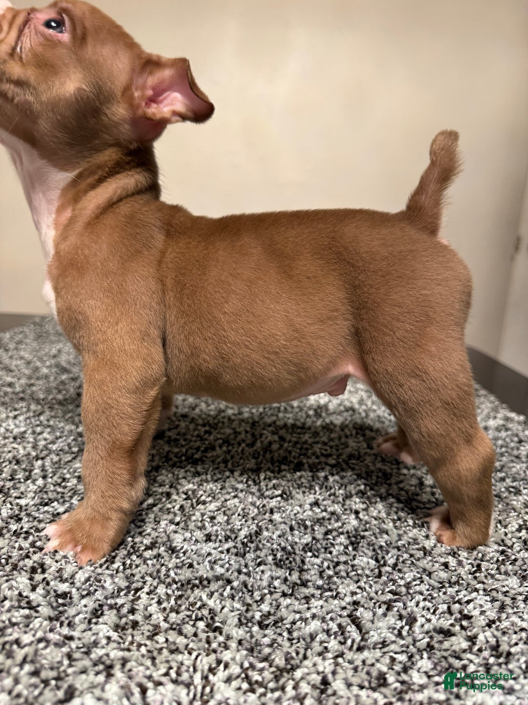 American Bully dogs for sale: American Bully Puppy 5 - Ad 7