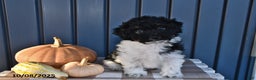 Havanese dogs for sale: Jack  - Ad 16