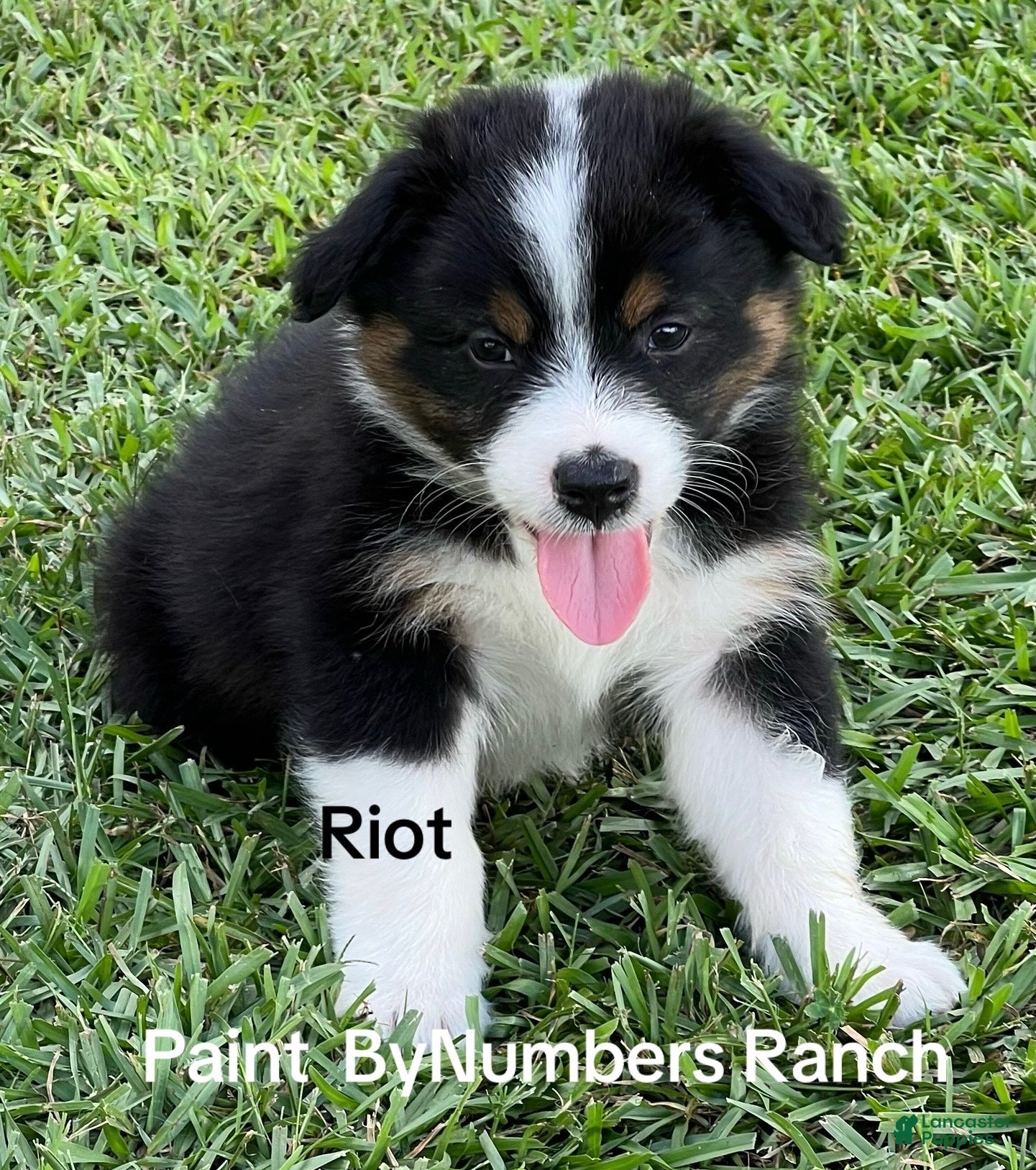 Australian Shepherd dogs Riot - Ad 11