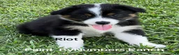 Australian Shepherd dogs for sale: Riot - Ad 1