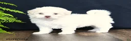 Mixed Breed dogs for sale: Bambi - Ad 3