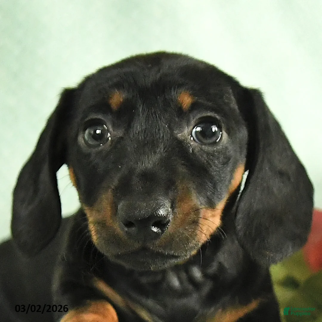 Dachshund dogs for sale: Gabby - Ad 2