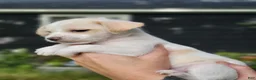 Chorkie dogs for sale: Millie - Ad 5
