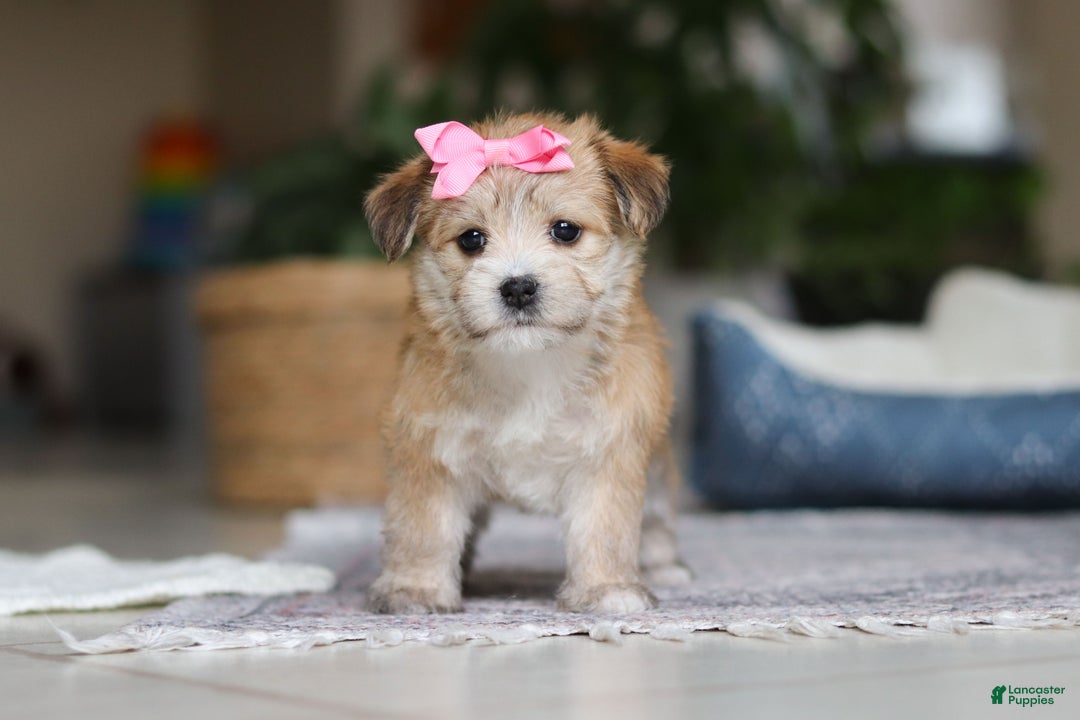 Morkie dogs for sale: Lola - Ad 6