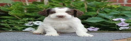 English Springer Spaniel dogs for sale: Rocket - Ad 4