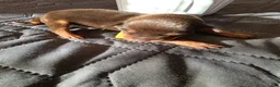 Miniature Pinscher dogs for sale: J-yellow - Ad 1