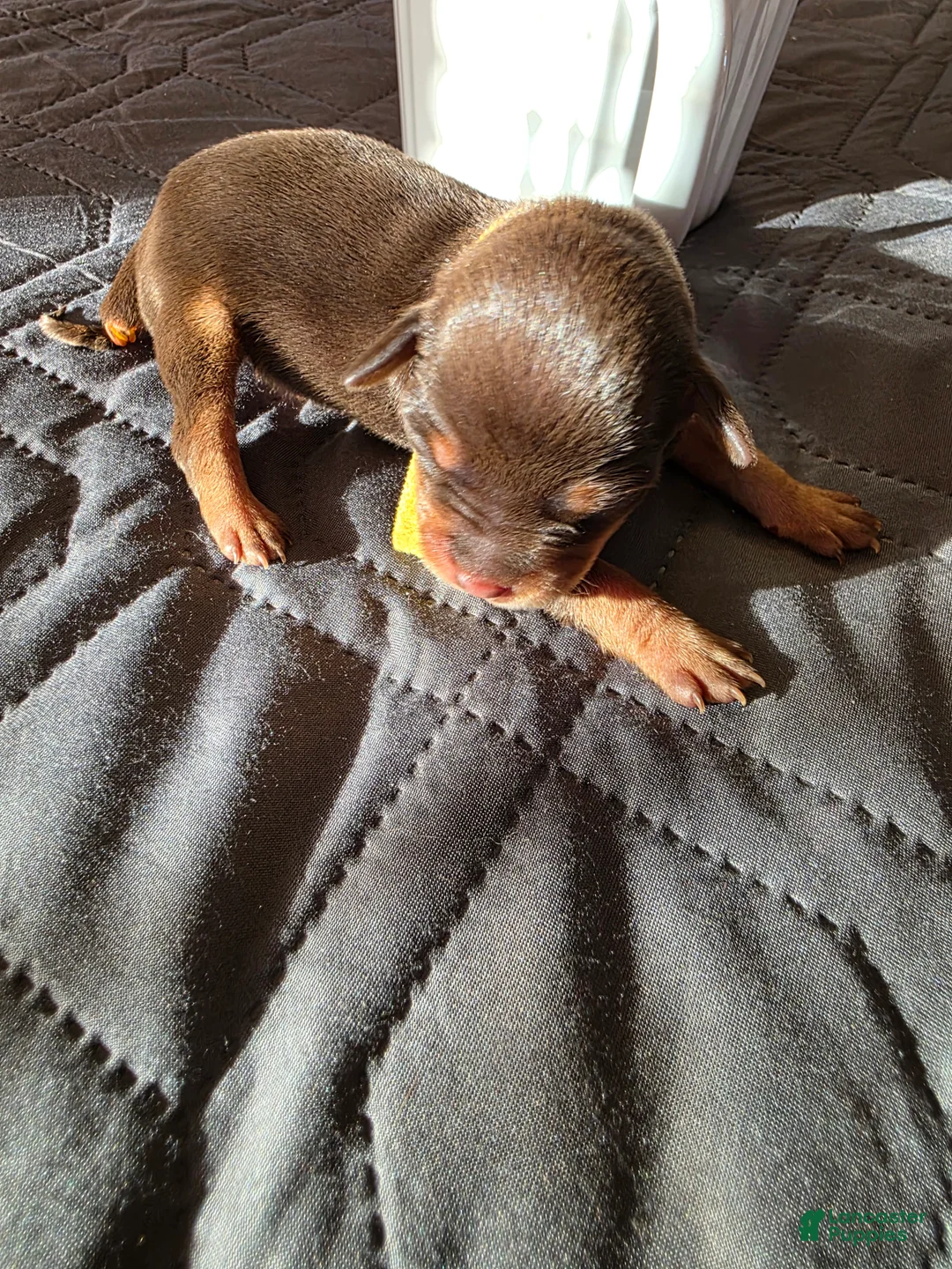 Miniature Pinscher dogs for sale: J-yellow - Ad 1