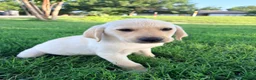 Labrador Retriever dogs for sale: Labrador Retriever 8 - Ad 5