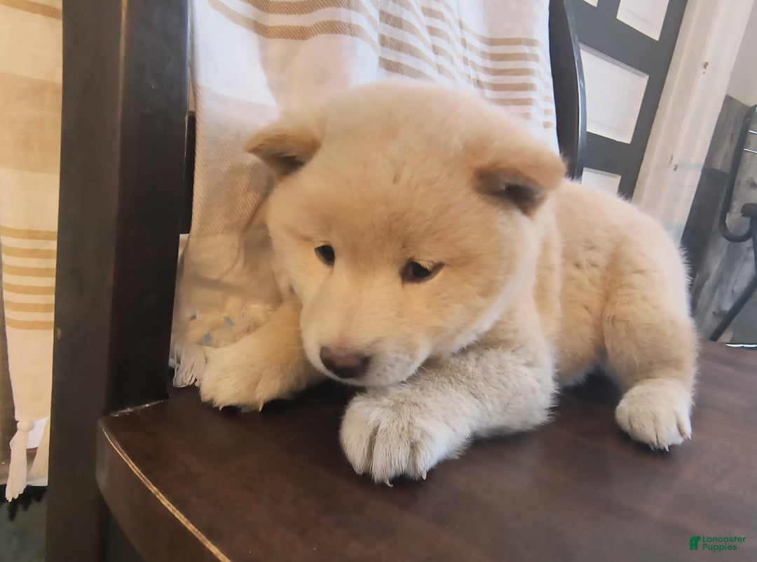 Shiba Inu dogs for sale: Trigger - Ad 2