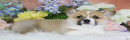 Welsh Corgi Pembroke dogs for sale: Bingo - Ad 2