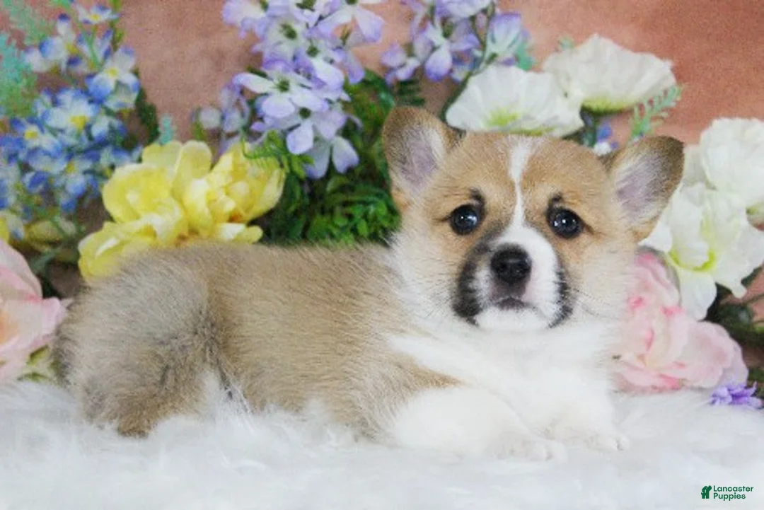 Welsh Corgi Pembroke dogs for sale: Bingo - Ad 2