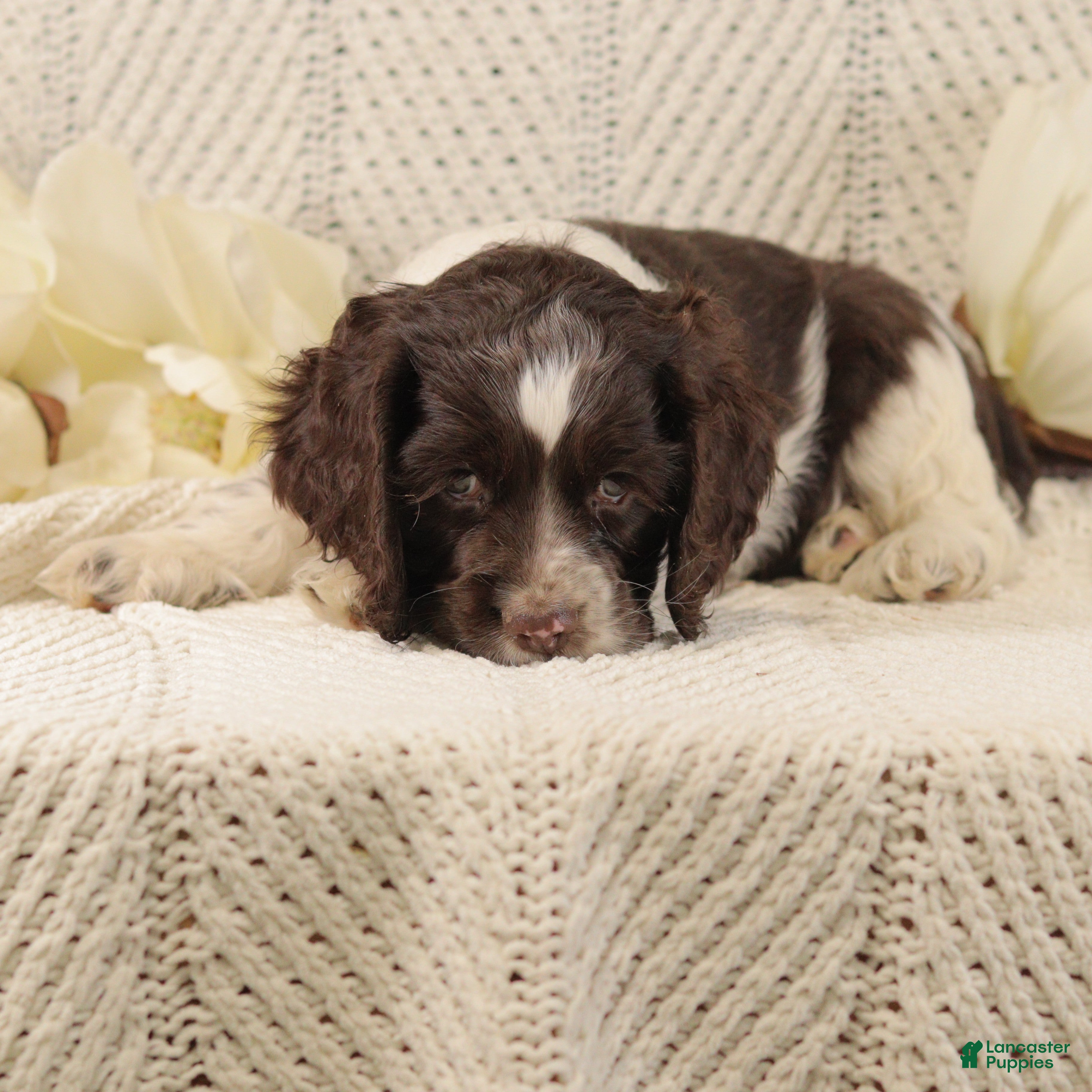 Cocker Spaniel dogs Buster - Ad 2