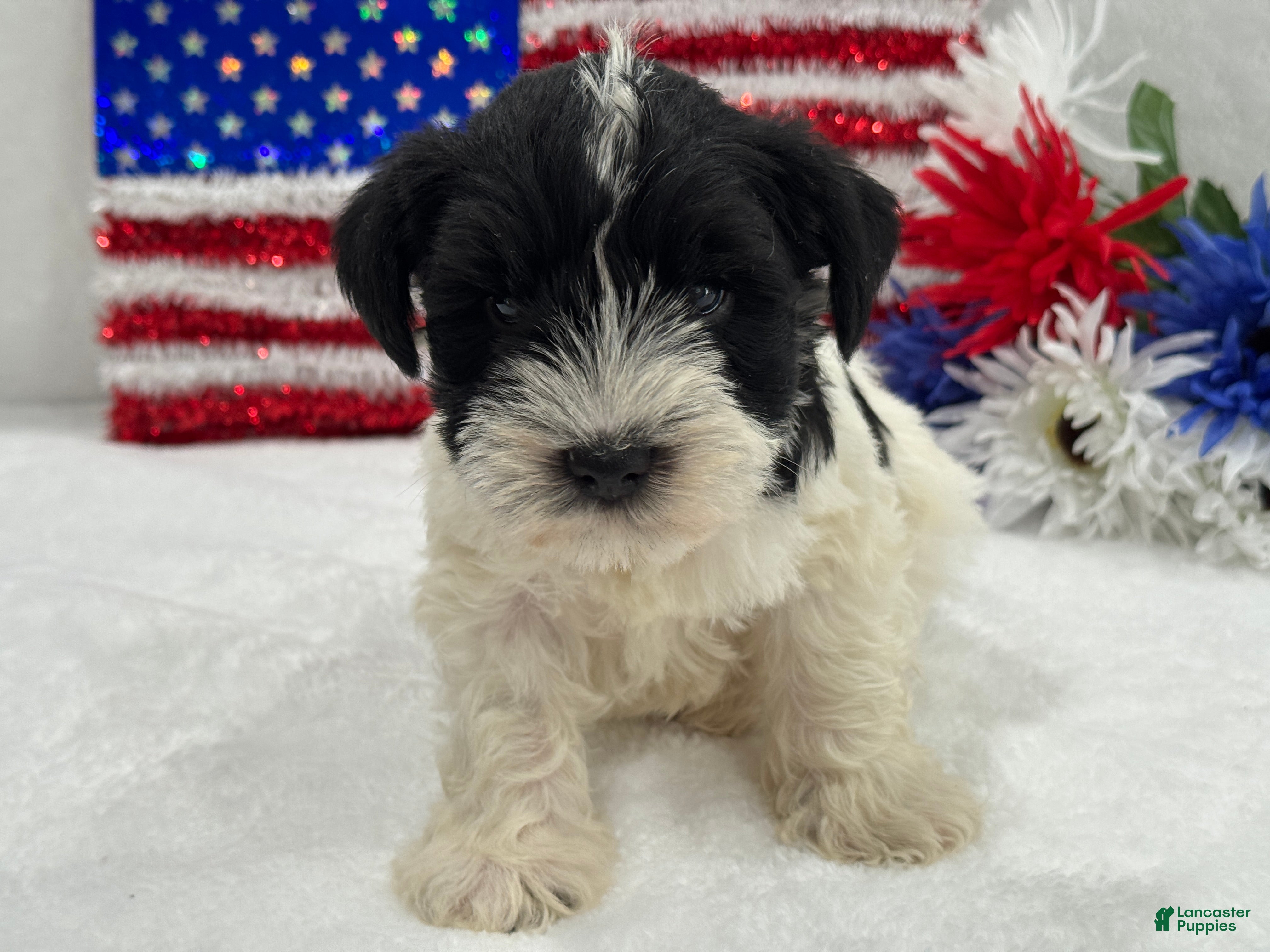 Miniature Schnauzer dogs Piper Male 2 - Ad 30