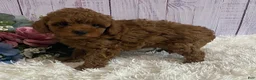 Toy Poodle dogs for sale: Parker - Ad 3