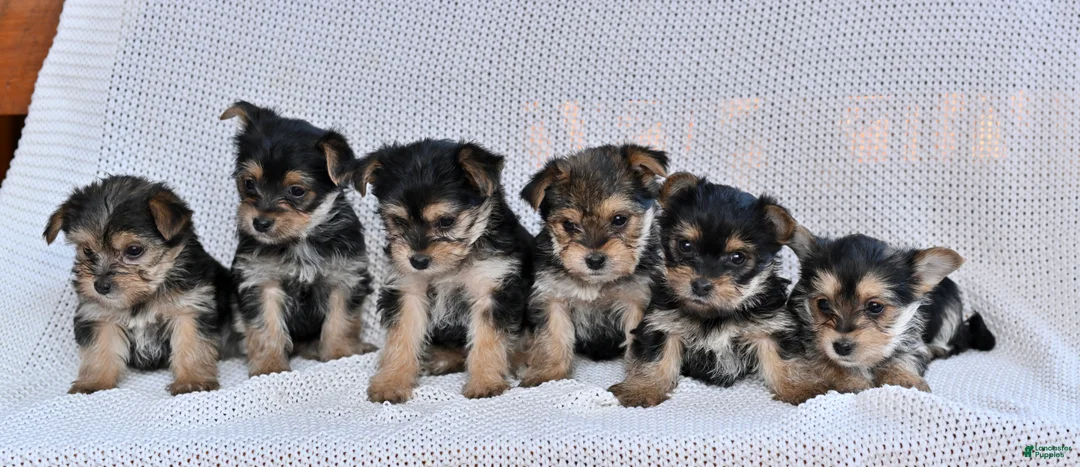 Morkie dogs for sale: Candy - Ad 7