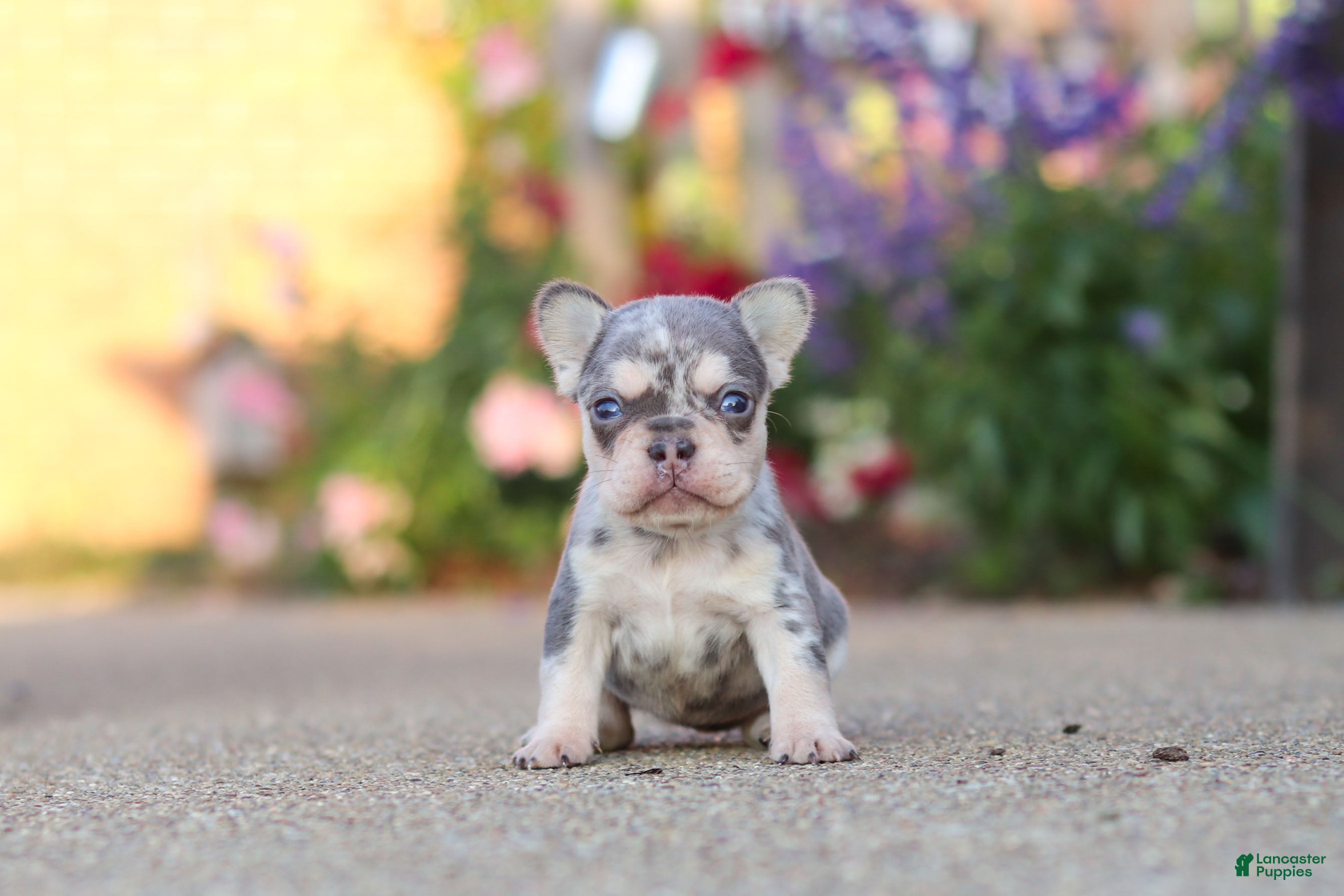 French Bulldog dogs for sale: Sienna - Ad 1