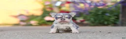 French Bulldog dogs for sale: Sienna - Ad 1