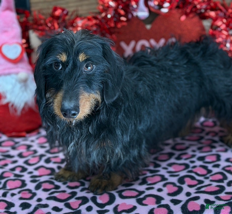 Dachshund dogs River - Ad 16