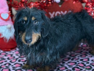 Dachshund dogs River - Ad 16