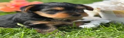 Yorkshire Terrier dogs for sale: Cocoa - Ad 9