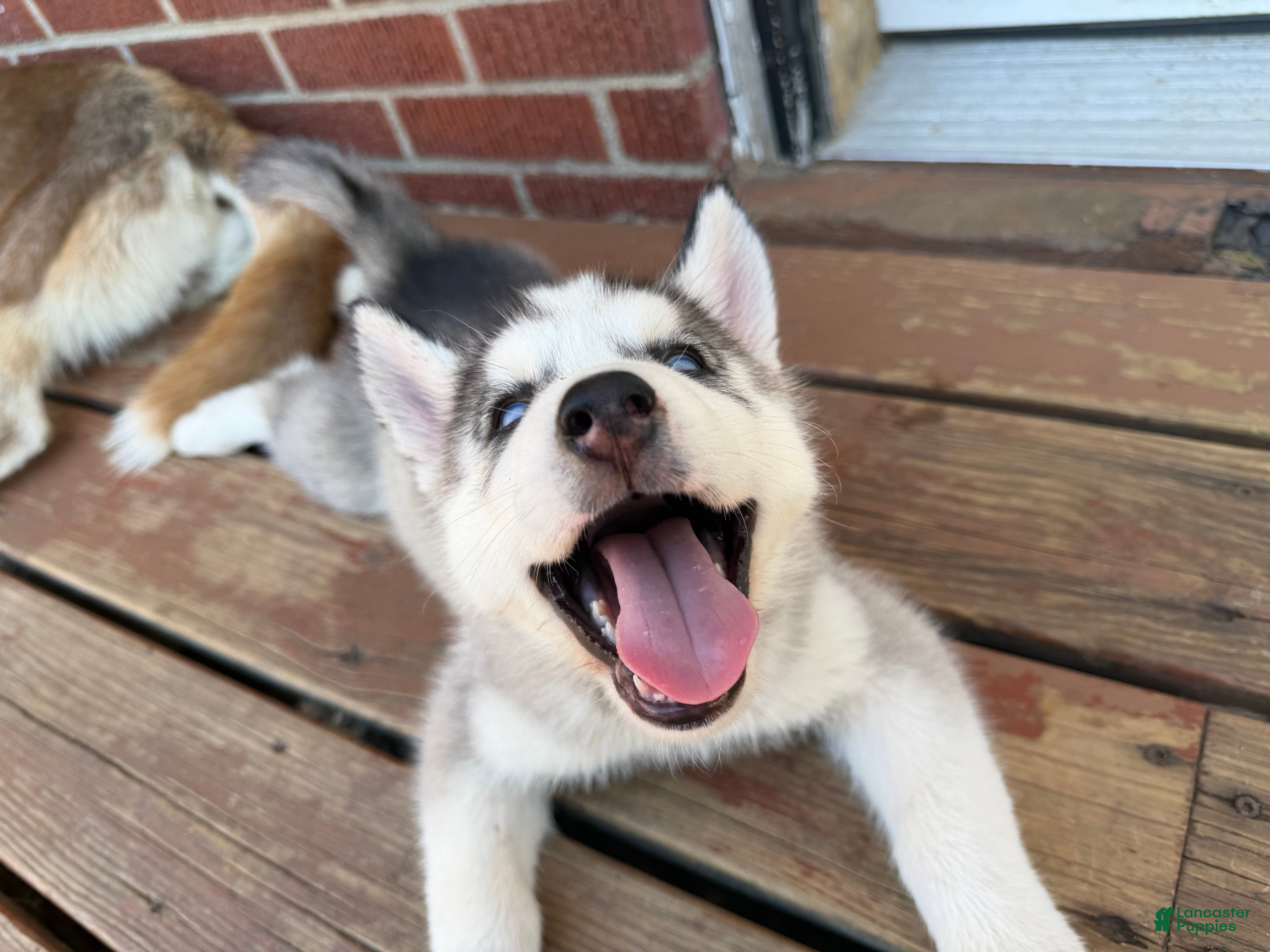 Zeek (Siberian Husky, Male) in Louisville, KY