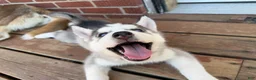 Siberian Husky dogs for sale: Zeek - Ad 1