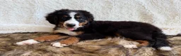 Bernedoodle dogs for sale: Cooper ❤️ - Ad 6