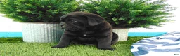 Mixed Breed dogs for sale: Silas - Ad 4