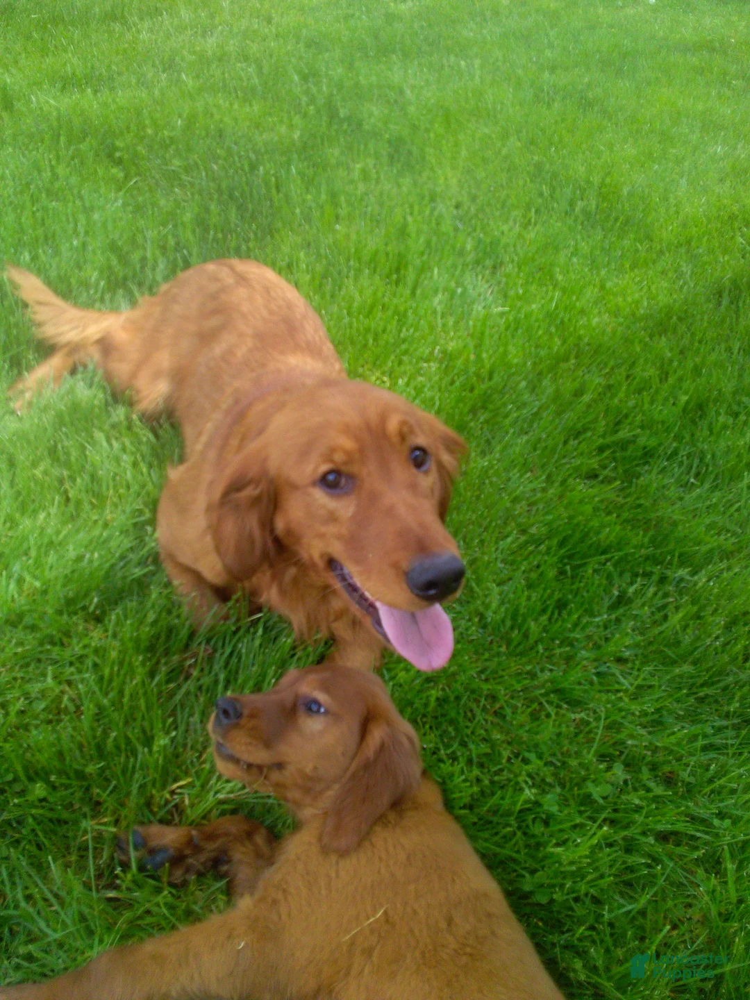 Mixed Breed dogs for sale: Mixed Breed Puppy 3 - Ad 3