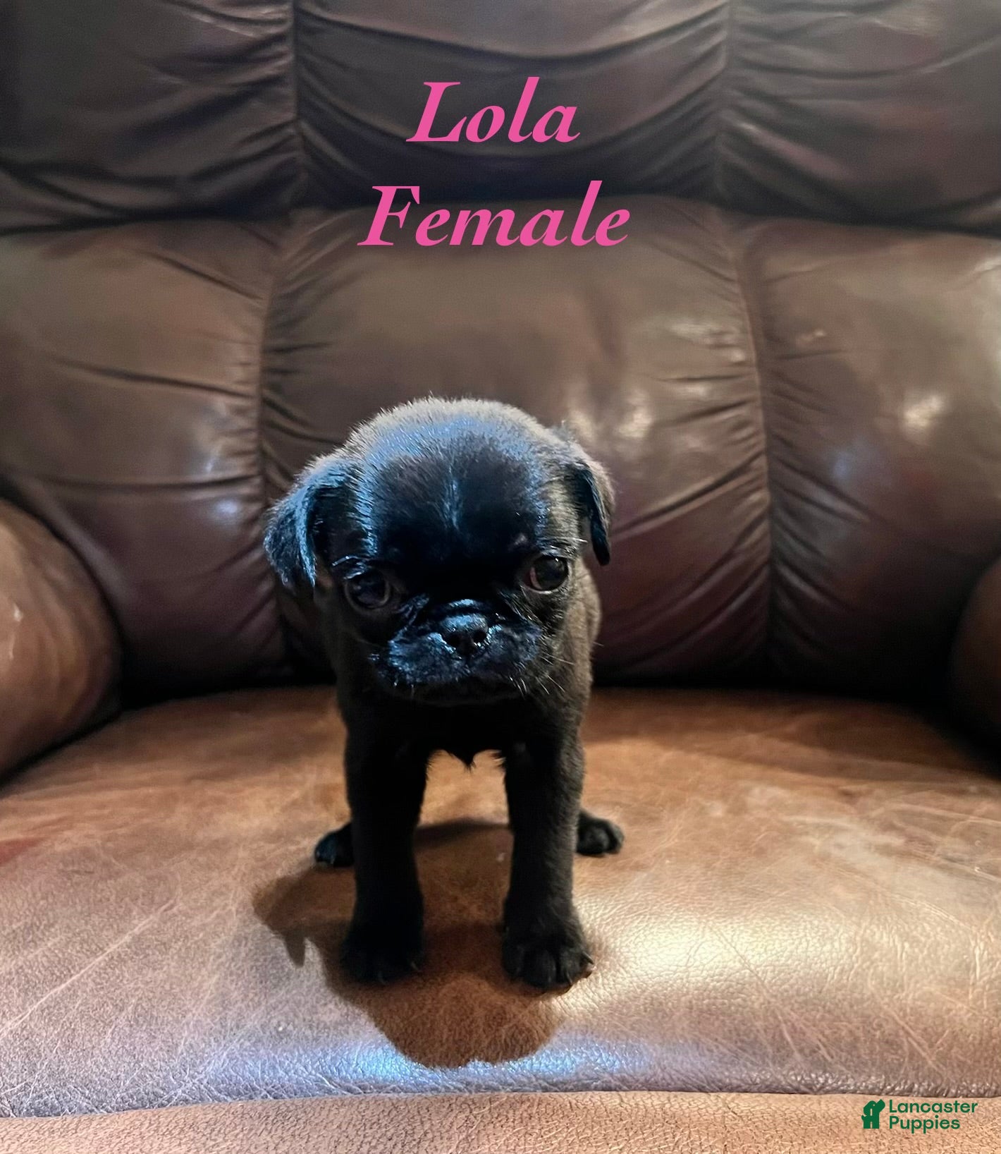 Pug dogs Lola - Ad 2