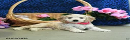 Cockapoo dogs for sale: Flower - Ad 3