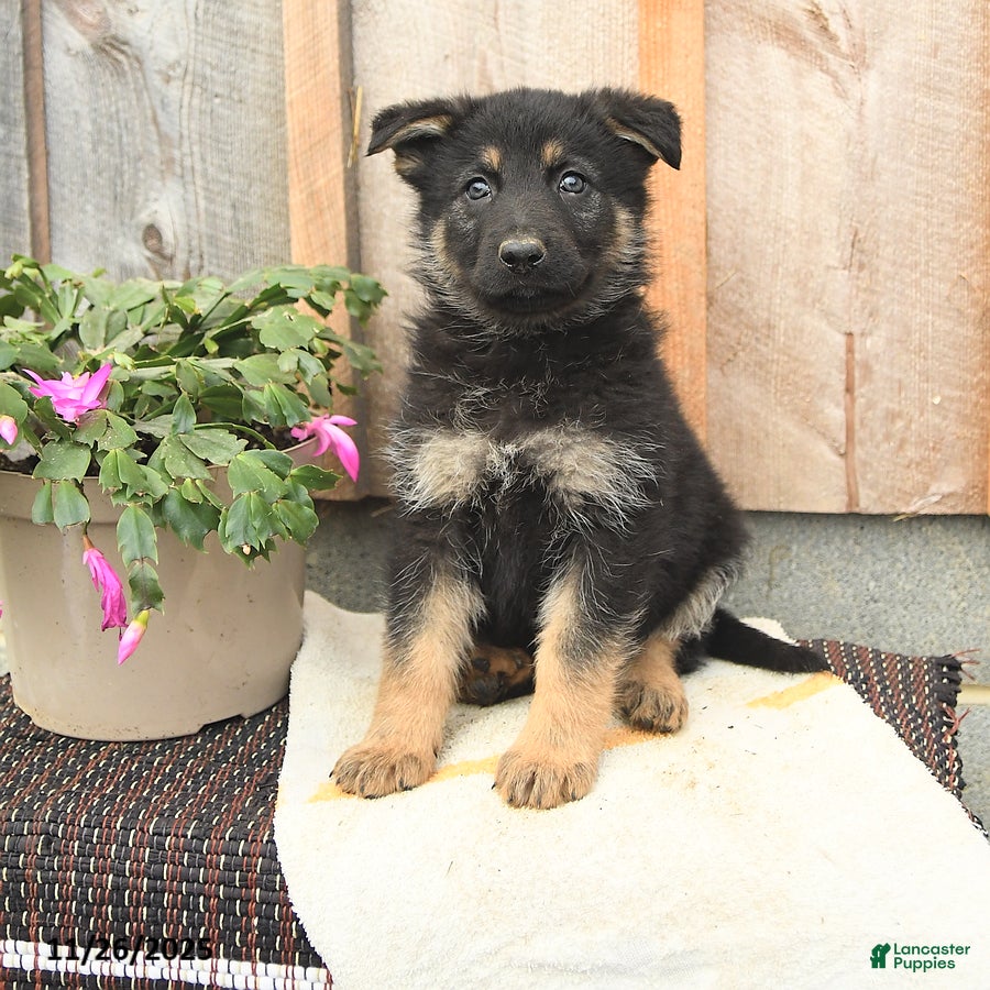 German Shepherd dogs Dancer - Ad 29