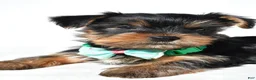 Yorkshire Terrier dogs for sale: Josh - Ad 5