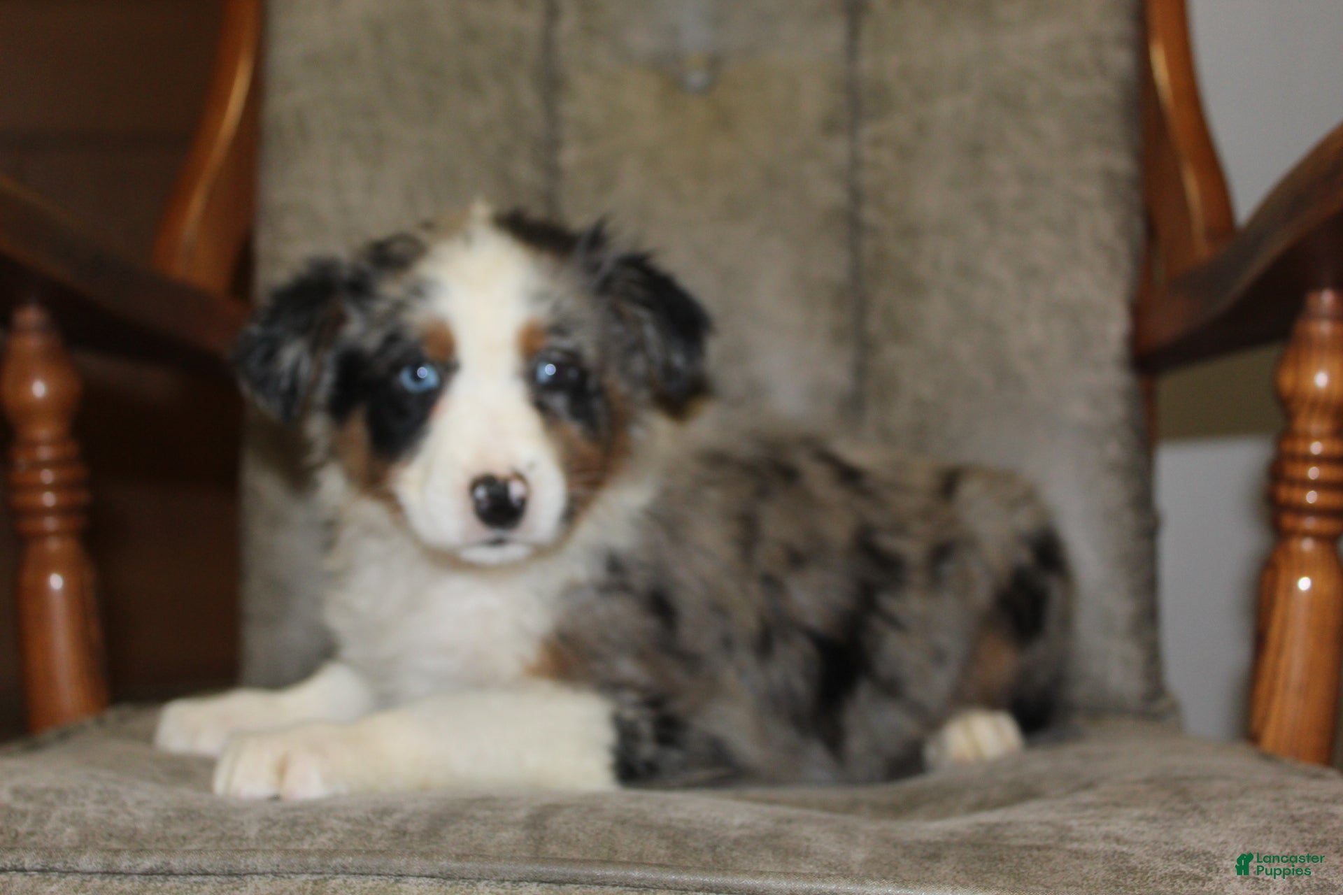 Australian Shepherd dogs Tiara - Ad 25