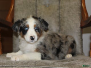 Australian Shepherd dogs Tiara - Ad 16