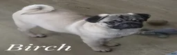 Pug dogs for sale: 15 pound Sweetheart - Birch - Skip Early Puppy Stage! - Ad 10