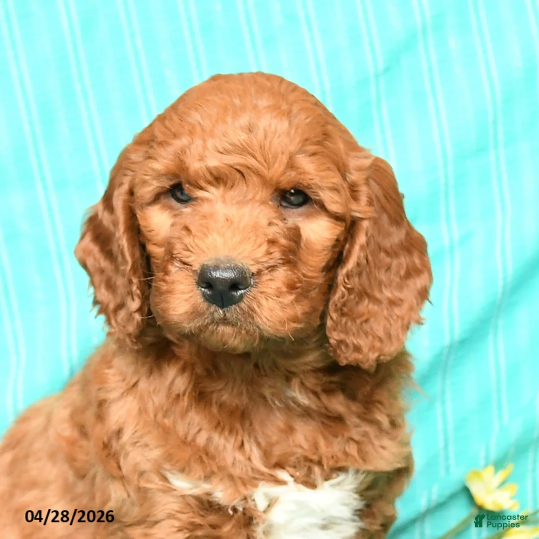 Goldendoodle dogs for sale: Rusty - Ad 3