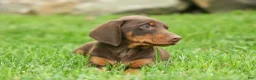 Doberman Pinscher dogs for sale:  Deacon (Red Rust) 🐶🖤🐾 - Ad 3