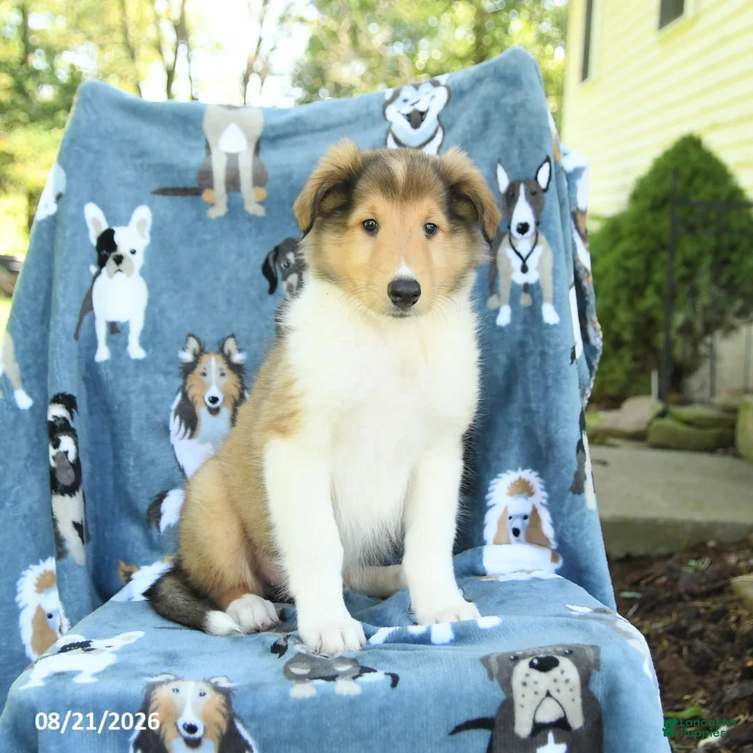 Collie dogs for sale: Ocean - Ad 2
