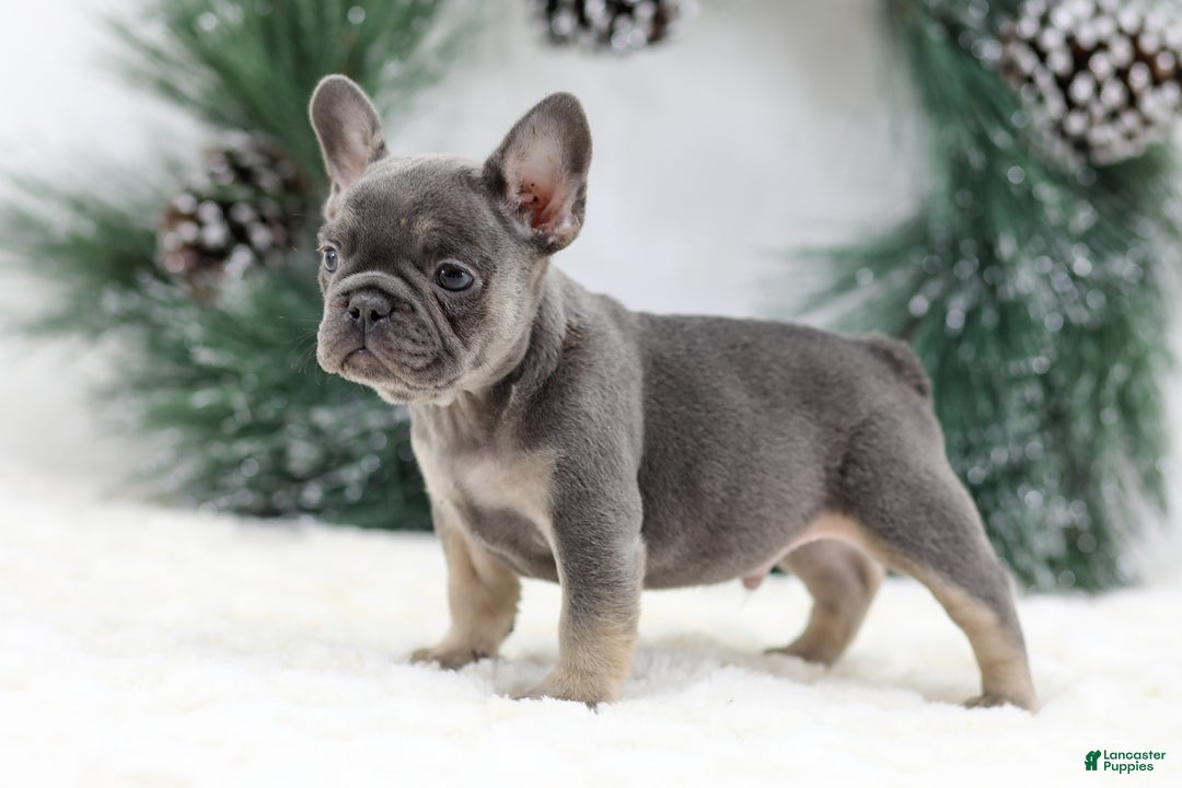 French Bulldog dogs for sale: Jaxon - Ad 8