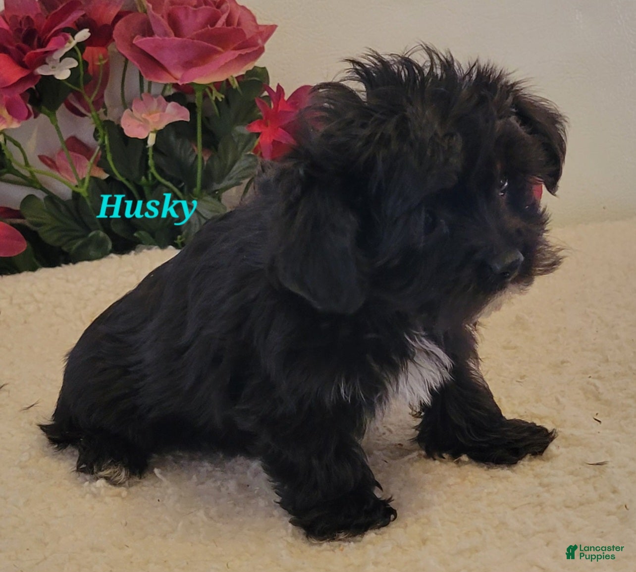 Morkie dogs Husky - Ad 28