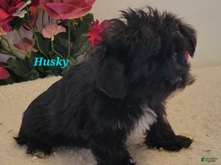 Morkie dogs Husky - Ad 5